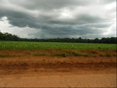 A alma da floresta derrubada ainda paira sobre as plantações
