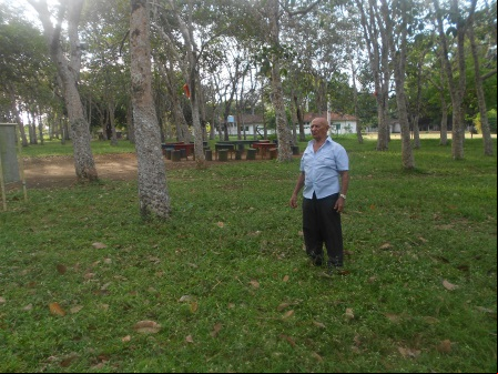 Bosque de velhas seringueiras em Belterra