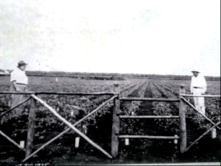 De 1934 a 1937, foram plantadas 3.200.000 seringueiras no sistema retilineo, em Belterra